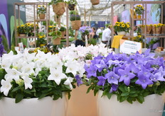 Platycodon Corsa Series zijn ook beschikbaar in 3 kleuren; wit, pink, en deep blue.